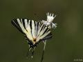 Iphiclides podalirius (Erik Kırlangıçkuyruğu)